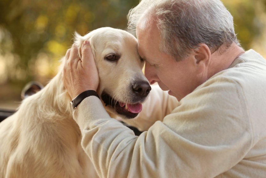 la-p-rdida-de-una-mascota-iv-pet-forever