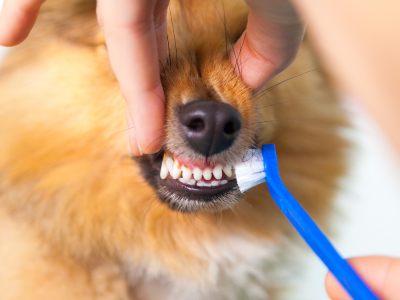 Cepillo de dientes para perro